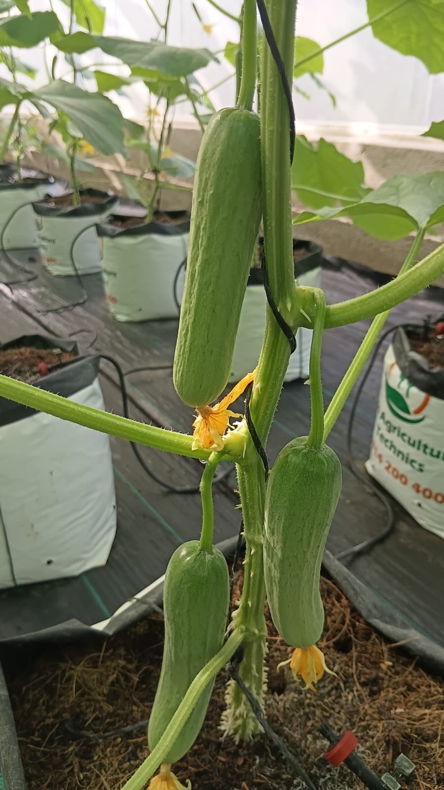 Bona Fide salad cucumbers ripening on the vine inside the Bringme greenhouse