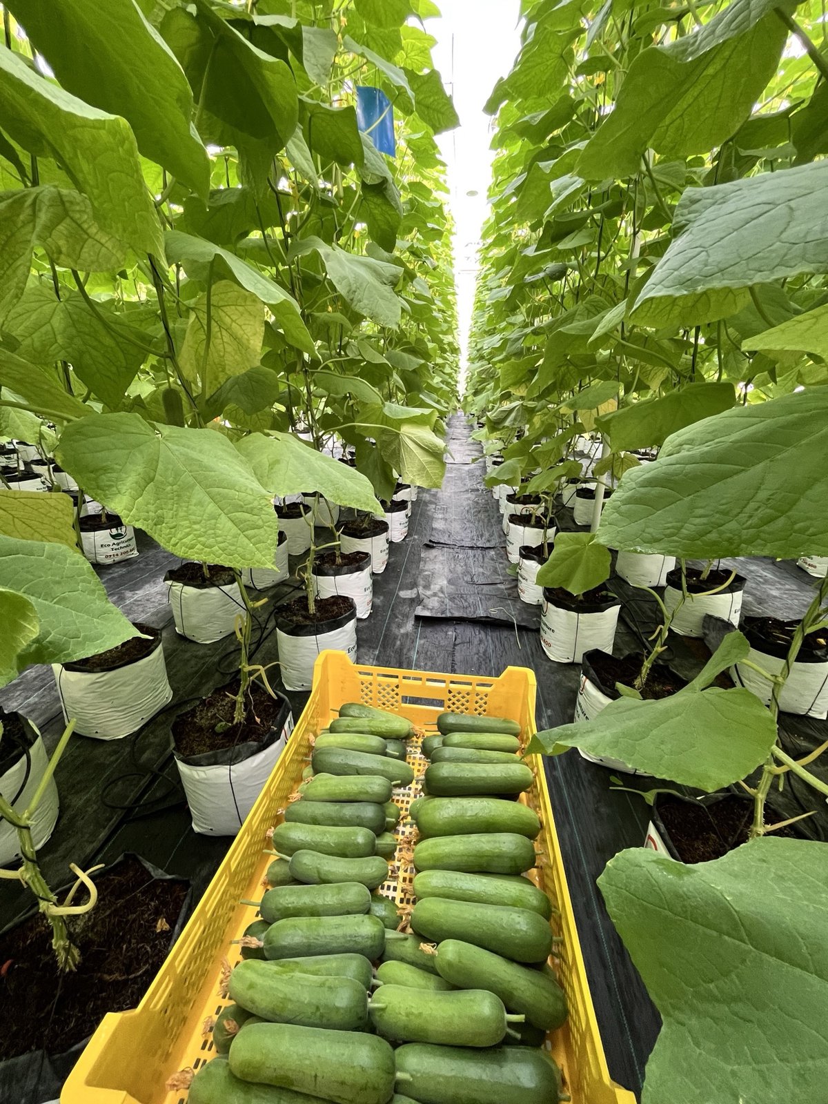 Crate of freshly harvested salad cucumbers between rows of mature vines
