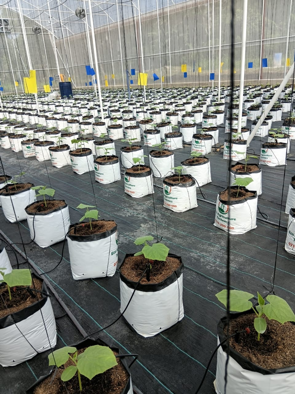 Cucumber seedlings planted in coco peat grow bags with drip irrigation